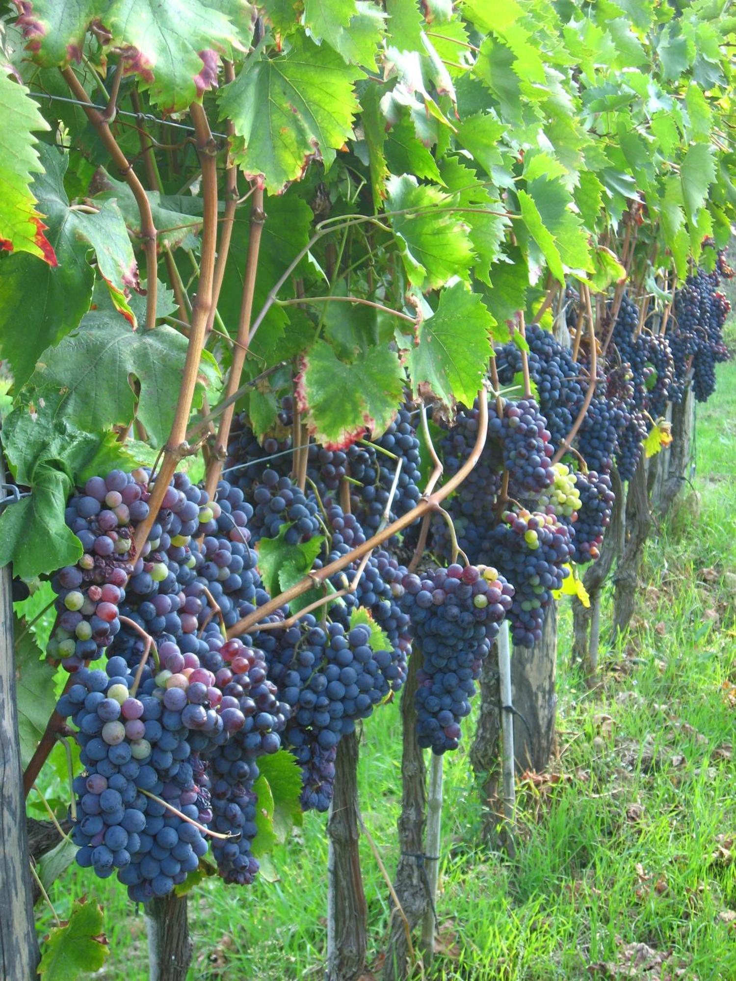 Agriturismo Villani Poderi Nesti & Cupoli Lastra a Signa Luaran gambar
