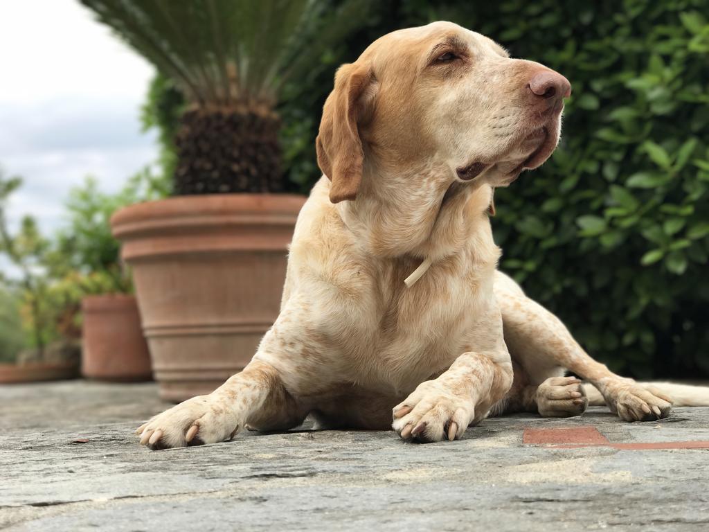 Agriturismo Villani Poderi Nesti & Cupoli Lastra a Signa Luaran gambar